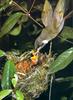 Lewin's Honeyeater (Meliphaga lewinii)