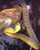 Common Tree Snake (Dendrelaphis punctulatus)