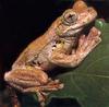 Emerald-spotted Treefrog (Litoria peronii)