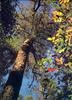 Antarctic Beech Tree