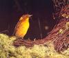 Golden Bowerbird (Prionodura newtoniana)