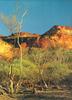 The Mulga Scrub Plains