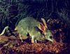 Bilby (Macrotis lagotis)