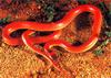 Red-naped Snake