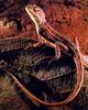 Dragon Lizard