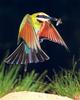 Rainbow Bee-eater in flight (Merops ornatus)