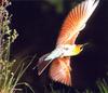 Rainbow Bee-eater in flight (Merops ornatus)