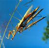 Three is a crowd (Mantis)