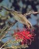 Singing Honeyeater (Lichenostomus virescens)