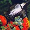 Banded Honeyeater (Certhionyx pectoralis)