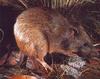 Brindled Bandicoot (Isoodon macrourus)