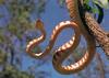 Brown Tree Snake (Boiga irregularis)