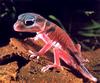 Knob-tailed Gecko