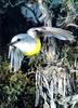 Eastern Yellow Robin (Eopsaltria australis)