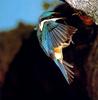 Sacred Kingfisher (Todiramphus sanctus)