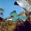 Sacred Kingfisher (Todiramphus sanctus)