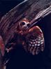 Southern Boobook Owl (Ninox boobook)