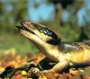 Western Blue-tongue Skink (Tiliqua occipitalis)