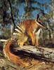 Numbat