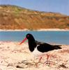 Pied Oystercatcher