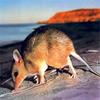 Little Marl, Western Barred Bandicoot (Perameles bougainville)