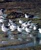 Silver Gull group (Larus novaehollandiae)