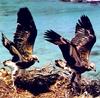 White-bellied Sea-Eagle juveniles (Haliaeetus leucogaster)