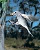 Shrike Thrush