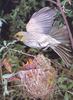 Mallee Honeyeater