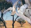 Nankeen Kestrel