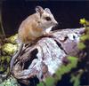 Dunnart (Sminthopsis sp.)