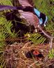 Blue Wren