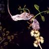 Feathertail Glider