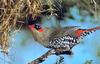 Red-eared Firetail Finch, Stagonopleura oculata