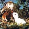 Square-tailed Kite and chick on nest (Lophoictinia isura)