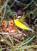 Golden Whistler, Pachycephala pectoralis