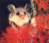 Pigmy Possum