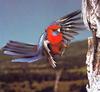 Crimson Rosella