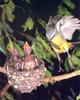 Eastern Yellow Robin (Eopsaltria australis)