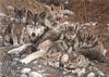 [Carl Brenders - Wildlife Paintings] Den Mother (Gray Wolves)