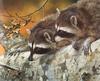 [Carl Brenders - Wildlife Paintings] Double Trouble (American Raccoons)