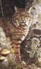 [Carl Brenders - Wildlife Paintings] Forest Sentinel (Bobcat)