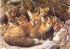 [Carl Brenders - Wildlife Paintings] Full House (Red Foxes)