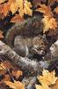[Carl Brenders - Wildlife Paintings] Golden Season (Grey Squirrel)