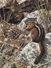 [Carl Brenders - Wildlife Paintings] Harvest Time (Chipmunk)