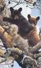 [Carl Brenders - Wildlife Paintings] High Adventure (Bear cubs)