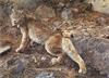 [Carl Brenders - Wildlife Paintings] In Northern Hunting Grounds (Canada Lynx)