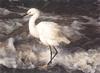 [Carl Brenders - Wildlife Paintings] Island Shores (Snowy Egret)