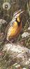 [Carl Brenders - Wildlife Paintings] Meadowlark