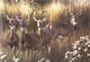 [Carl Brenders - Wildlife Paintings] Power and Grace (Whitetail Deer)